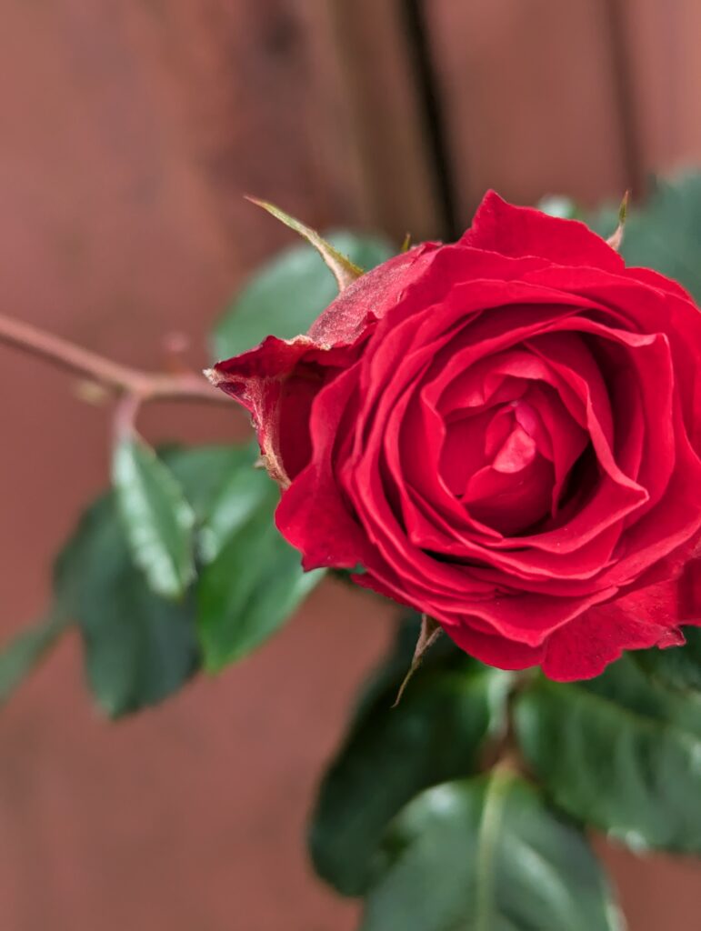 Rote Rose vor braunem Hintergrund