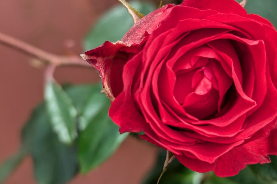 Rote Rose vor braunem Hintergrund